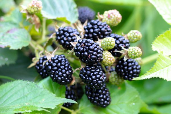 Blackberry Bush Removal in Manchester
