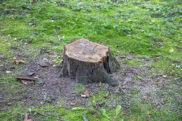 Bush Stump Removal in Manchester