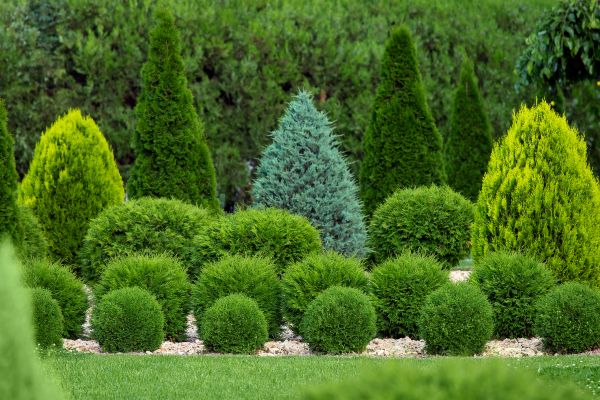 Bush Trimming Service in Manchester
