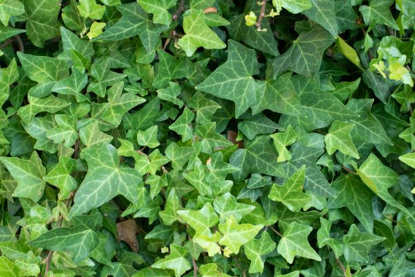 English Ivy Removal in Manchester