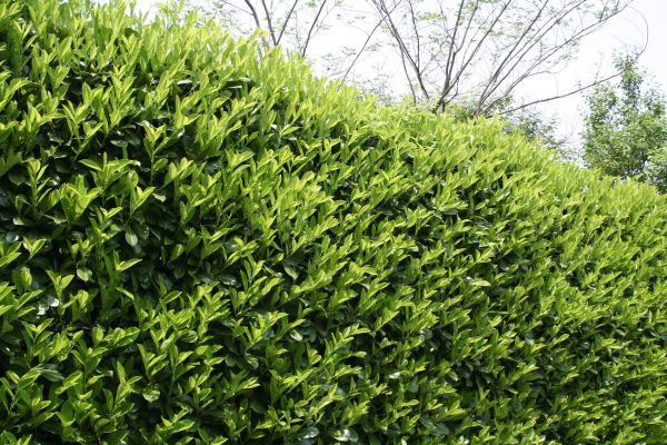 Laurel Removal in Manchester