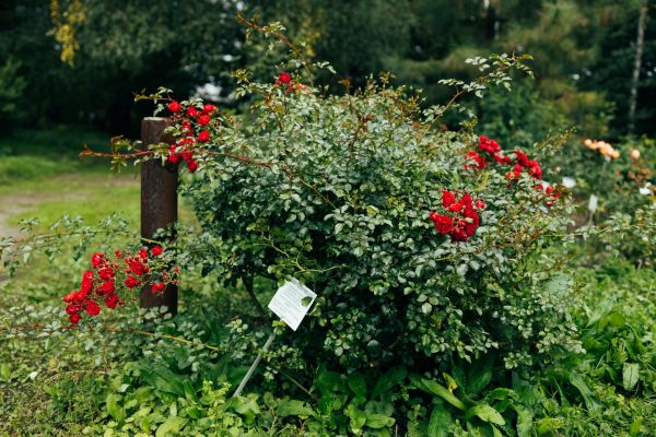 Rose Bush Removal in Manchester