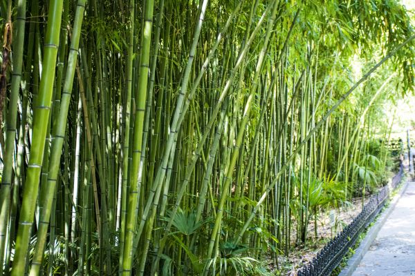 Bamboo Root Removal in Manchester