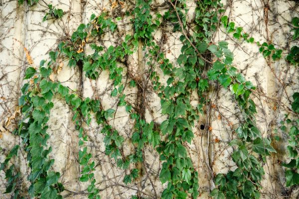 Vine Removal Service in Manchester
