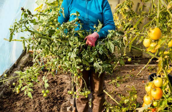 Garden Plant Removal in Manchester