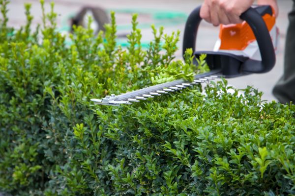 Hedge Shearing in Manchester