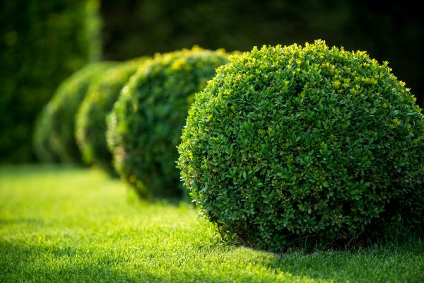 Bush Pruning in Manchester