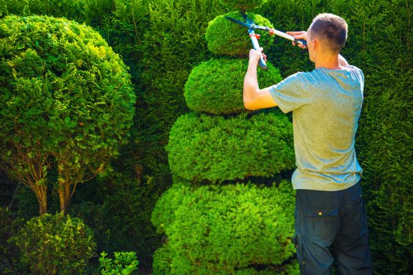Topiary Shaping in Manchester