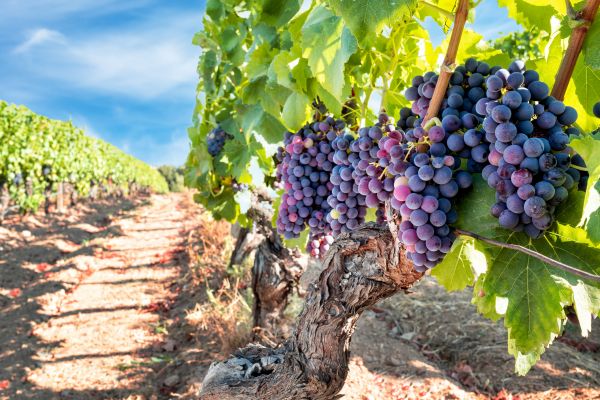 Grapevine Pruning in Manchester