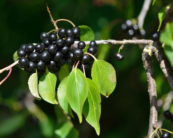 Buckthorn Removal in Manchester