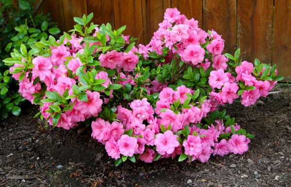 Azaleas Removal in Manchester