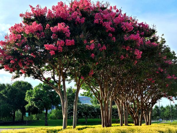 Crepe Myrtle Pruning in Manchester