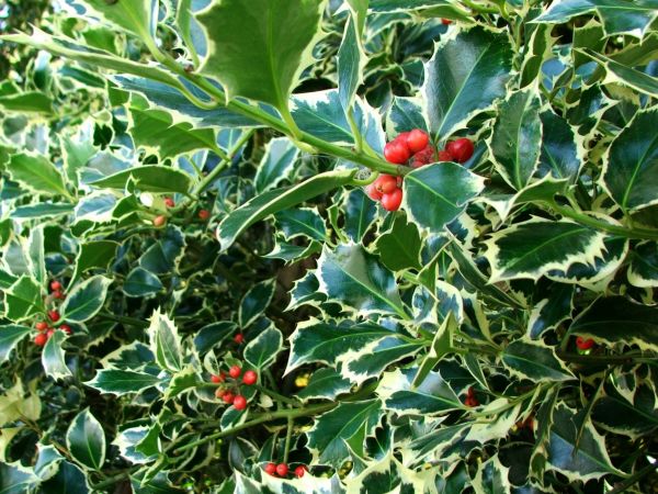 Holly Bushes Trimming in Manchester