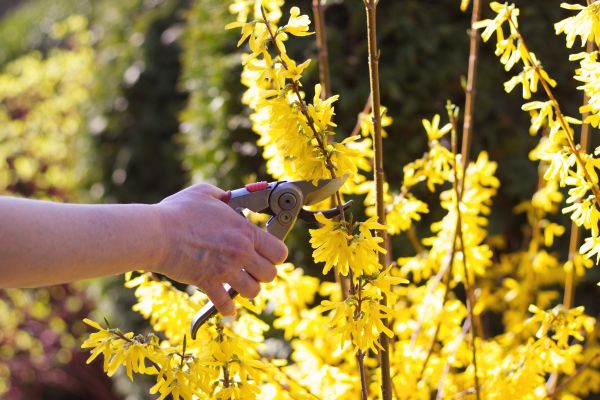 Forsythia Pruning in Manchester
