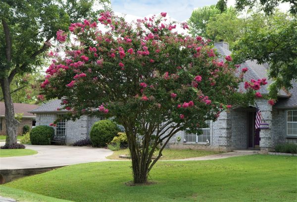 Crepe Myrtle Trimming in Manchester