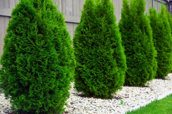 Arborvitae Removal in Manchester