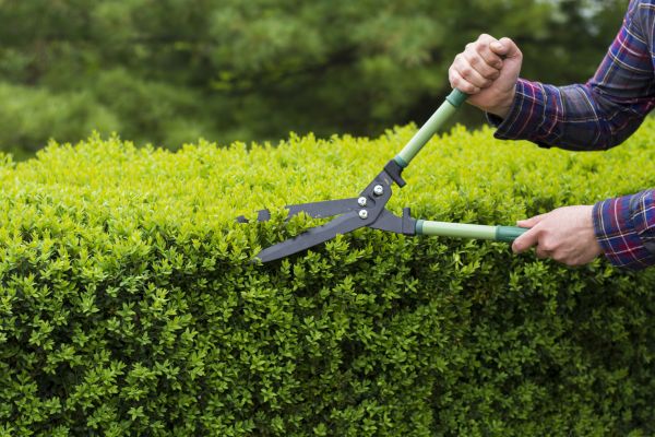 Evergreen Shrub Pruning in Manchester