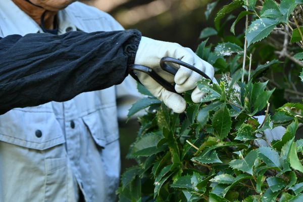 Holly Pruning in Manchester