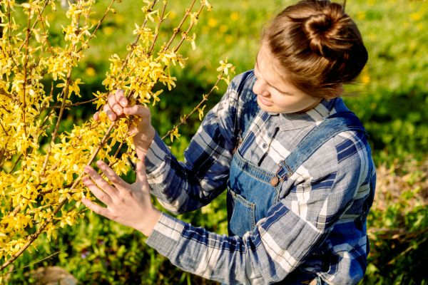 Forsythia Trimming in Manchester