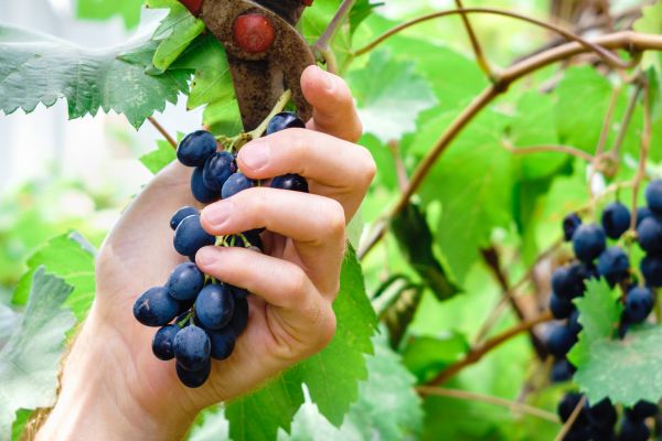 Vineyard Pruning in Manchester