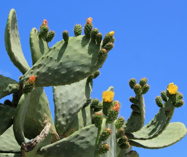 Cactus Removal in Manchester