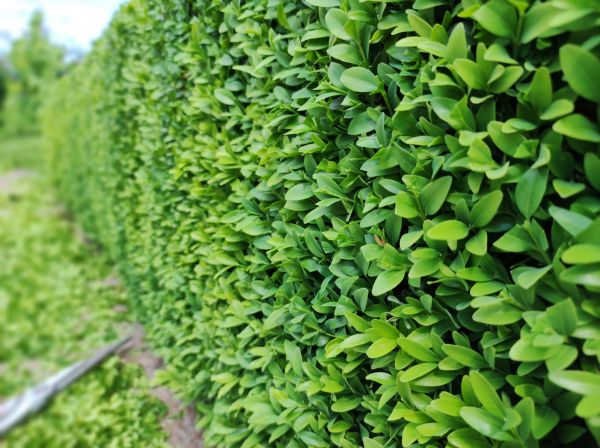 Boxwood Pruning in Manchester