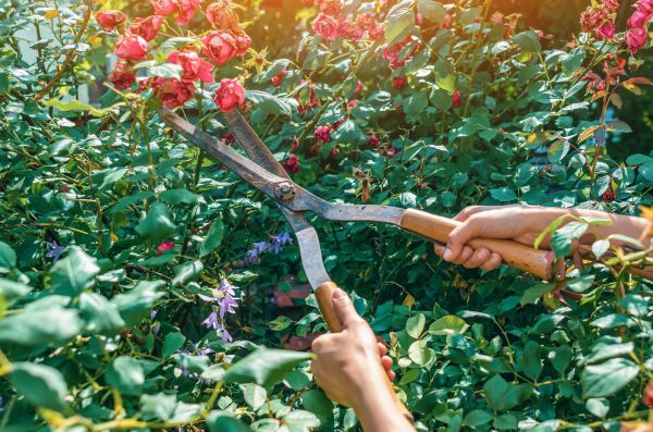 Knockout Roses Pruning in Manchester