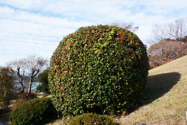 Holly Shrub Pruning in Manchester