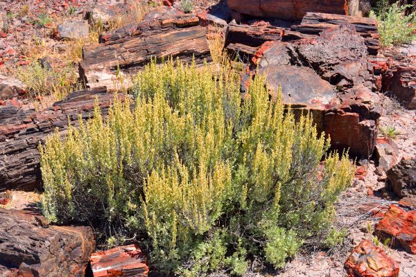 Sagebrush Removal in Manchester