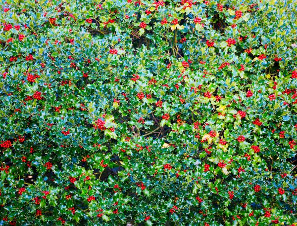 Holly Bush Removal in Manchester