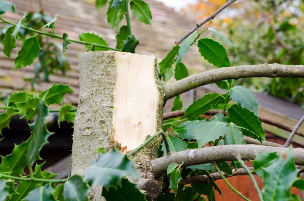 Holly Tree Removal in Manchester
