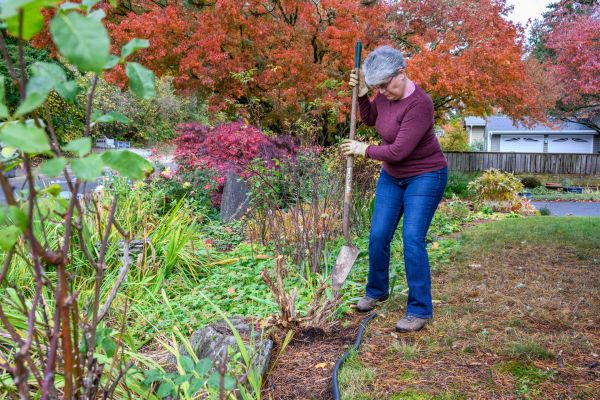 Dead Bush Removal in Manchester