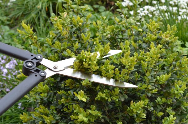 Boxwood Trimming in Manchester
