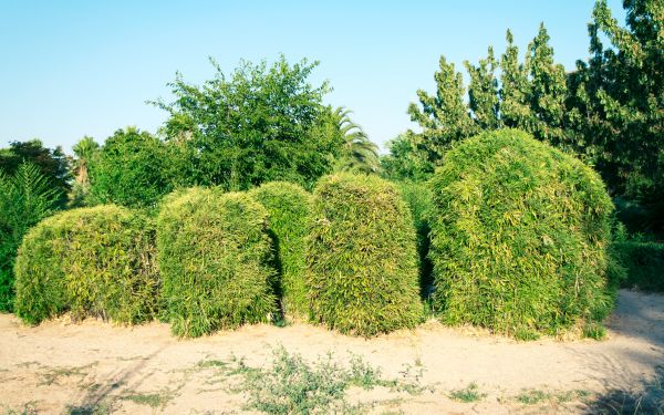 Bamboo Hedge Removal in Manchester