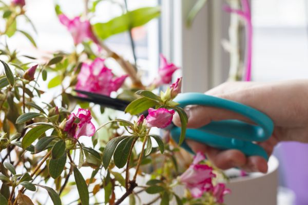 Azalea Pruning in Manchester