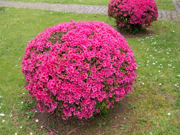 Rhododendron Pruning in Manchester