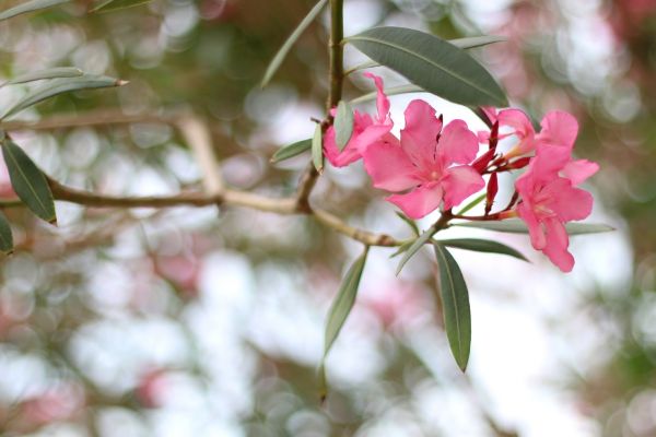 Oleander Removal in Manchester