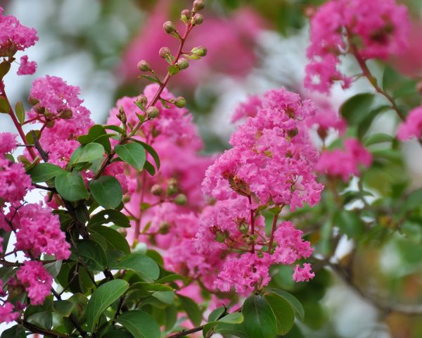 Crepe Myrtle Removal in Manchester