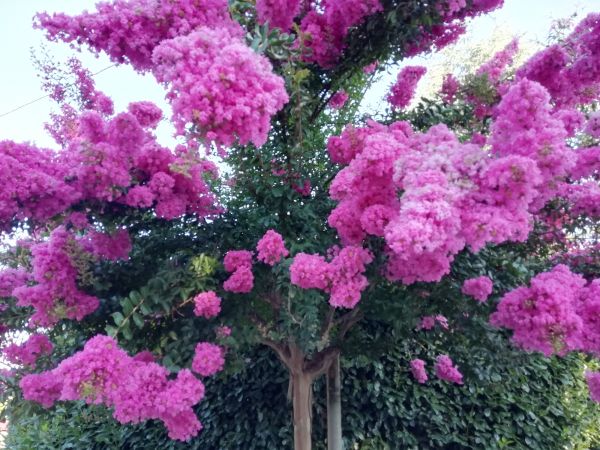 Crape Myrtle Pruning in Manchester