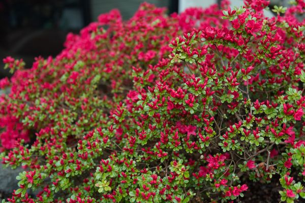Weigela Removal Service in Manchester