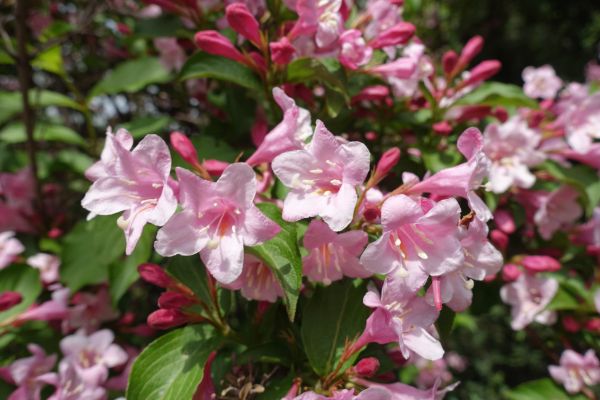 Weigela Pruning Service in Manchester