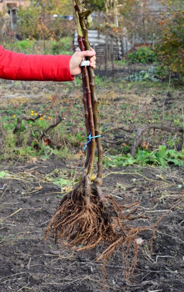 Shrub Root Removal in Manchester