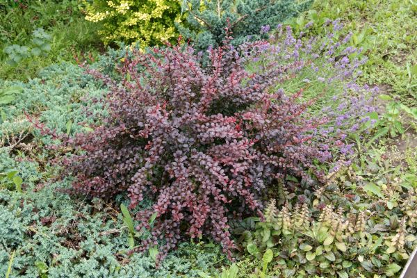 Japanese Barberry Removal in Manchester