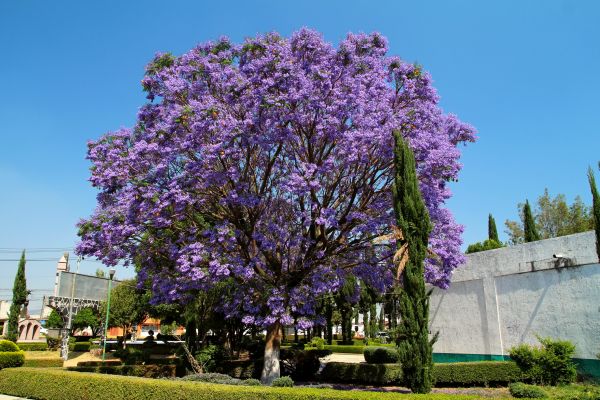 Jacaranda Pruning in Manchester