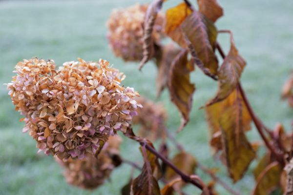 Hydrangea Removal in Manchester