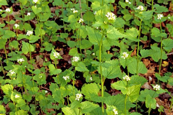 Garlic Mustard Removal in Manchester