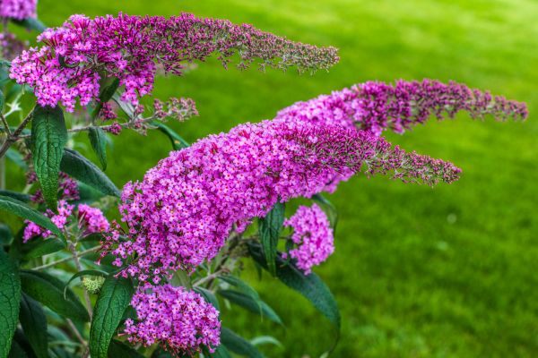 Butterfly Bush Removal in Manchester