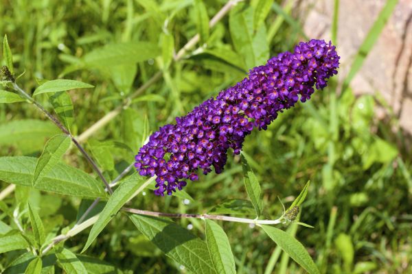 Butterfly Bush Pruning in Manchester