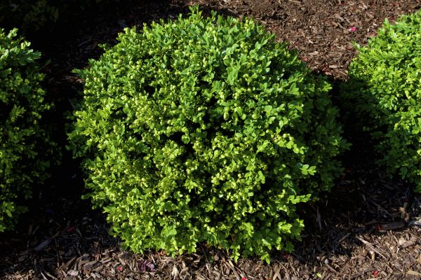 Boxwood Removal in Manchester
