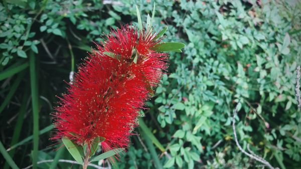 Bottlebrush Pruning in Manchester
